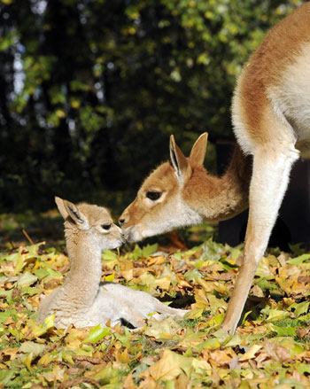 Have You Ever Seen a Vicuña? (Hint: Check Out Baby Antonio.)