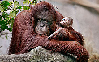 The Scoop: Rare Bornean Orangutan Born at Brookfield Zoo