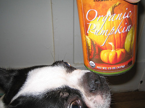 Treat Chubby Tummies With This (Instead of Kibble)