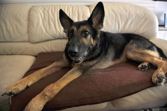 German Shepherd German Shepherd