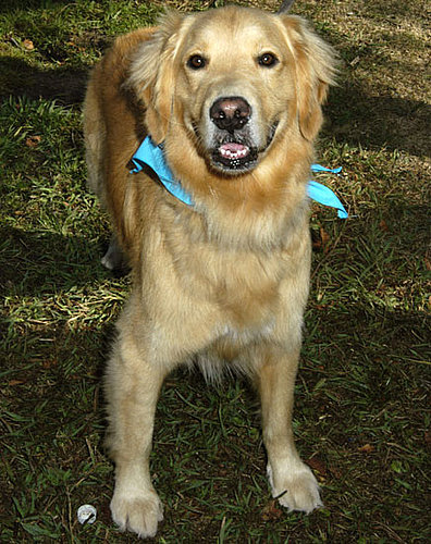 Golden Retriever Golden Retriever