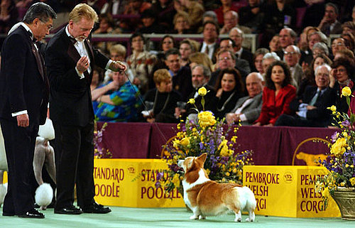 Pembroke Welsh Corgi Pembroke Welsh Corgi