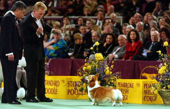 Pembroke Welsh Corgi