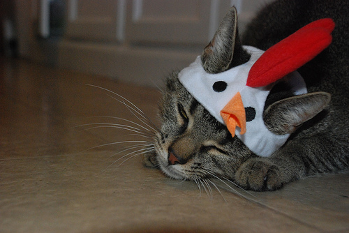Catnaps, Not Just for Cats Catnaps, Not Just for Cats