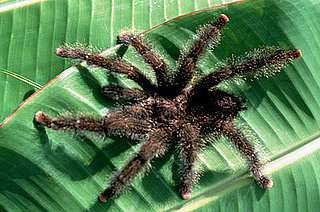 Creature Features: Spiders