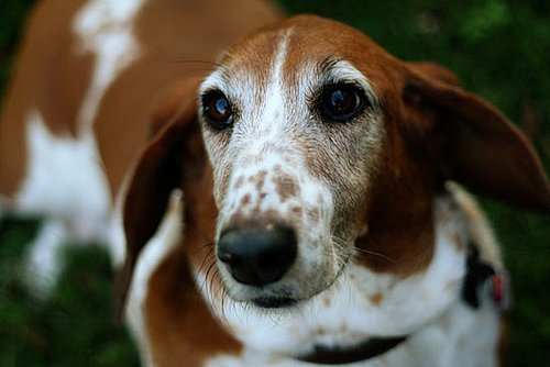 I Need Your Help . . . A Bacterial Infection Irritates My Dog!
