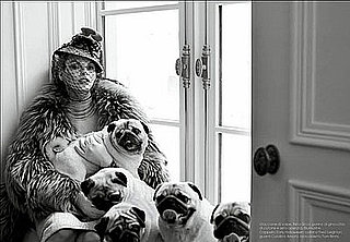 Pugs Strike a Pose in Vogue