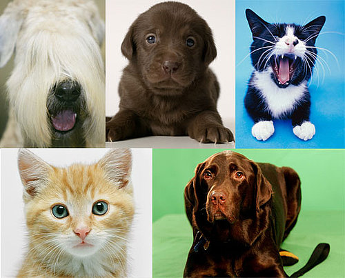 A Nose By Any Other Color: Which Hue Is Your Pet's Snout?