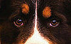 How Many Colors Are Featured on Your Pet's Fur?