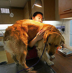 Top 10 Most Insured Dog Breeds