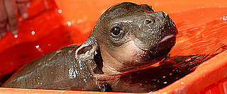Meet Monifa: An Adoro One-Month-Old Pygmy Hippopotamus