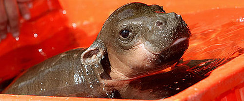 Meet Monifa: An Adoro One-Month-Old Pygmy Hippopotamus