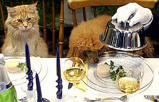 Do Tell: Would You Try to Raise a Vegetarian (or Vegan) Pet?