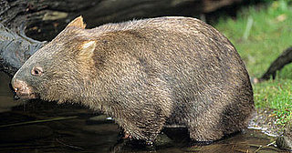 Creature Features: Wombat