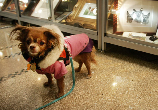 7. Chihuahua