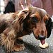 Dachshund  