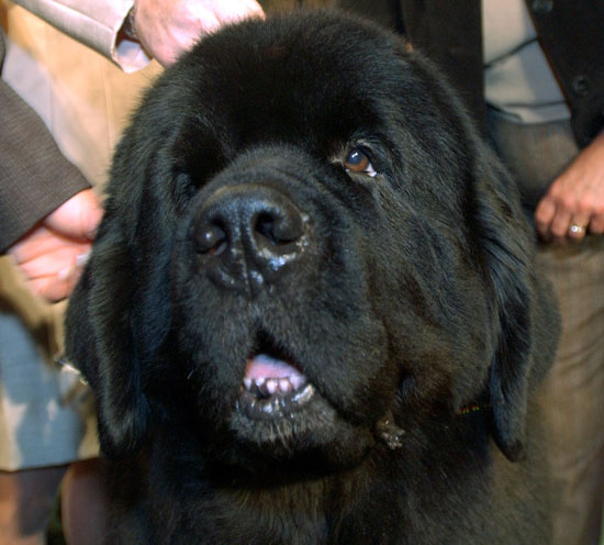 Newfoundland Newfoundland