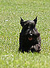 Test Your Knowledge of Presidential Pets With Three Quizzes!