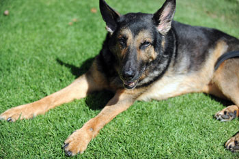 6. German Shepherd 6. German Shepherd