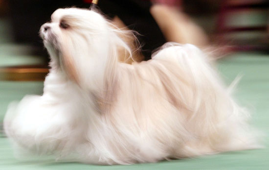 8. Maltese