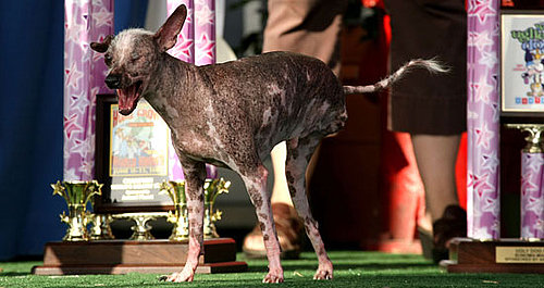 Breaking News: 2008 World's Ugliest Dog Loses Cancer Battle
