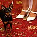 Miniature Pinscher