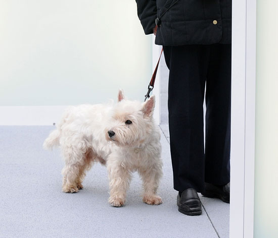 West Highland White Terrier West Highland White Terrier