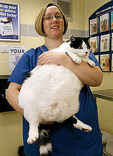 "Pet Fit Club" Contest For Chunky Pets: In the LINK of an Eye!