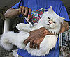 To the Rescue: Two Bathing Alternatives For Kitty Allergy Relief