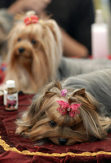 Yorkshire Terrier Yorkshire Terrier
