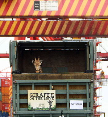 Ntombi arrives at Port Botany in Sydney, Australia On His Way To Taronga's Western Plains Zoo