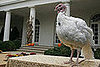 Quiz: Pardon Me, Little Turkey, It's 2008!