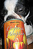 What's on the Thanksgiving Menu For My Dog? 