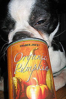 What's on the Thanksgiving Menu For My Dog? 