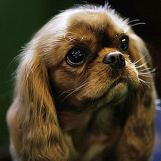 Guess What Breed?