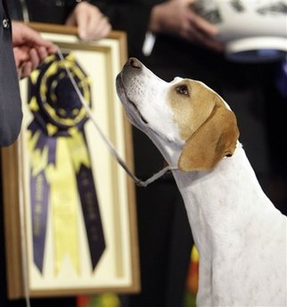 Pointer, Holly, Captures Best in Show at the 2008 National Dog Show