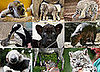 Who's the Cutest Zoo Animal Born in 2008?