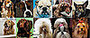 What's the Most Popular Dog Breed For 2008?