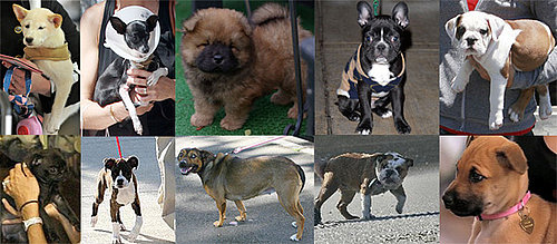 Who's the Celebrity Puppy of the Year?