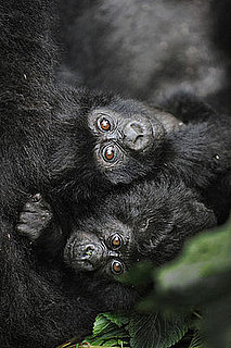 Rare Gorilla Twinsies Born in Uganda: In the LINK of an Eye!