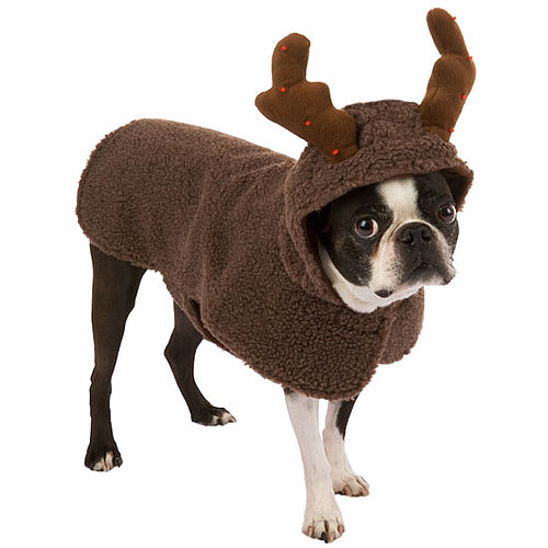 It's a Reindeer?! Nope, a Rein-Dog! It's a Reindeer?! Nope, a Rein-Dog!