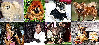 Most Missed Celebrity Pet or Celebripup?