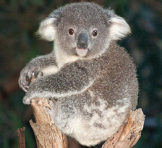 What Do You Know About Koalas Eating Habits?