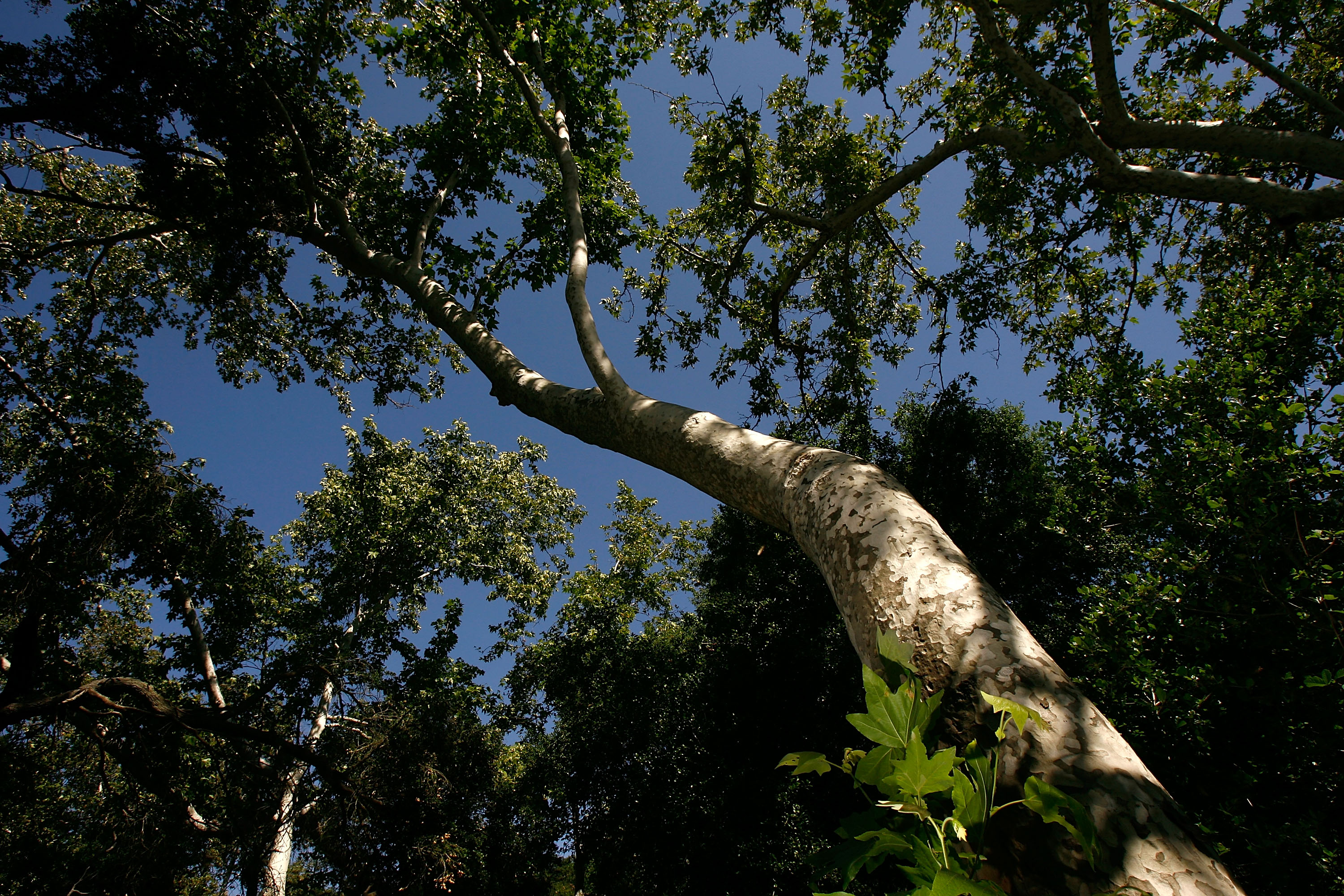 Santa Ynez Canyon in Topanga State Park<br />
Santa Ynez Canyon in Topanga State Park<br />