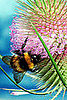 Honey Bees Are Disappearing