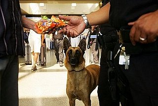Muslim Travelers May Avoid Sniffer Dog Checks Citing Religion