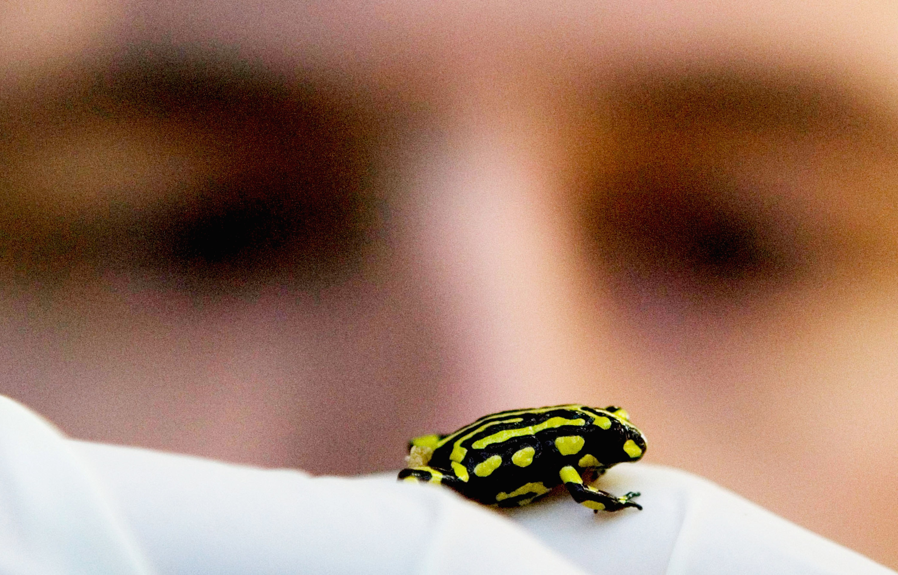 Only approximately 200 Corroboree frogs exist in the wild. Only approximately 200 Corroboree frogs exist in the wild.