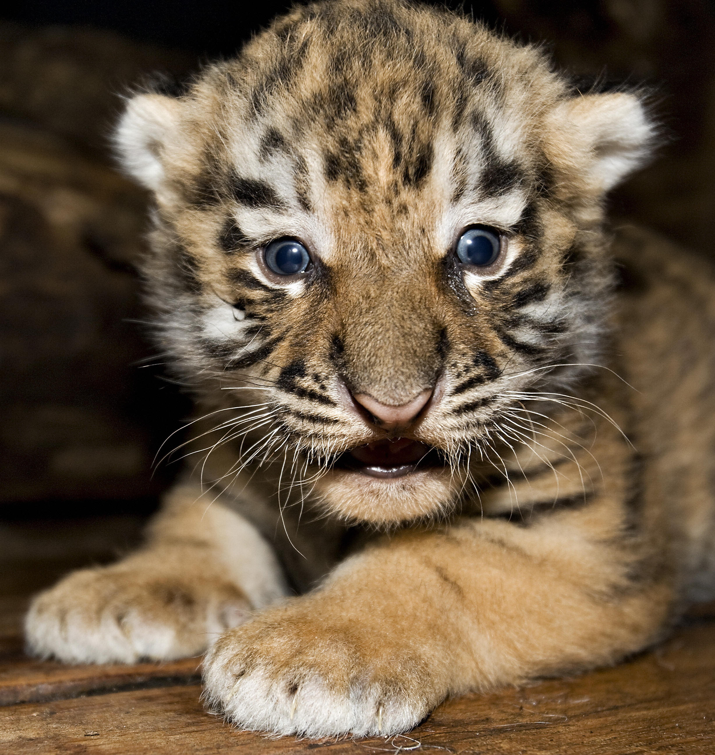 Baby Siberian Tiger, one of the world's most endangered species. Baby Siberian Tiger, one of the world's most endangered species.