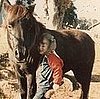 Off the Table? House Considers Ban on Killing Horses For Food