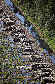 Deforestation Costs Economy More Than the Financial Crisis